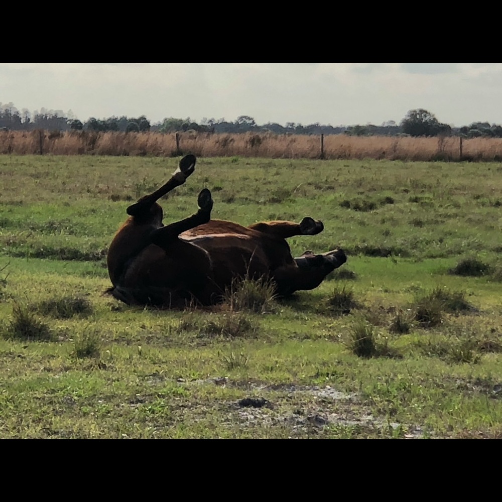 Meet your Posher, Jacqueline